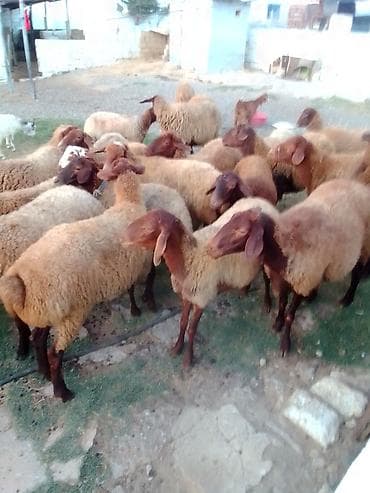 ucuz colpalar: 27 baş kom heyvan satılır istəyən olsa yazsın videosunu atım baxın — 1