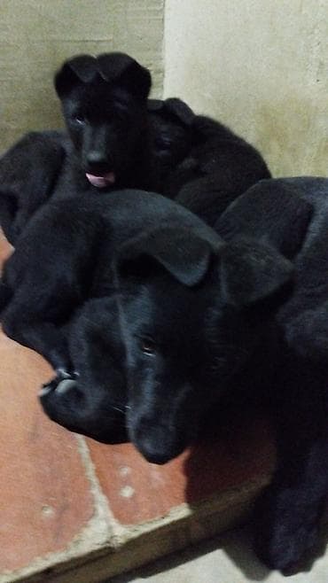 azerbaycanda it adlari: Восточные Авчарки три месяца отроду — 7