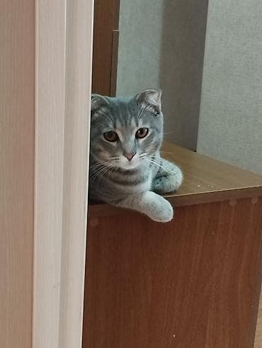 Tabbi, Yaxşı əllərə — 1