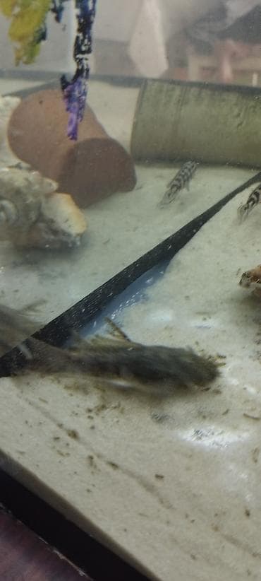 rəngli balıqlar: Məhsul: Akvarium üçün ancistrus (bristlenose pleco) balıqları – albino — 6