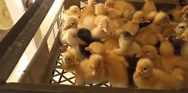 lavanda ördək: Dişi, Damazlıq, Pulsuz çatdırılma — 2