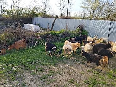 gəncə toyuq satan: Satılır 18 baş ana keci 18 bala keci Videolarını vacafada ata bilərəm — 2