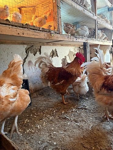cex qus: Toyuq cücələri, Damazlıq, Ünvandan götürmə — 7