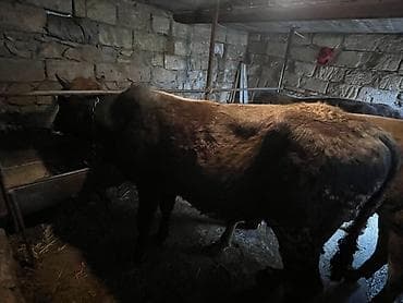 Heyvanlar üçün mallar: Məhsul: Qaramal – erkək mal (öküz/buzağıdan böyüdülmüş) — 3