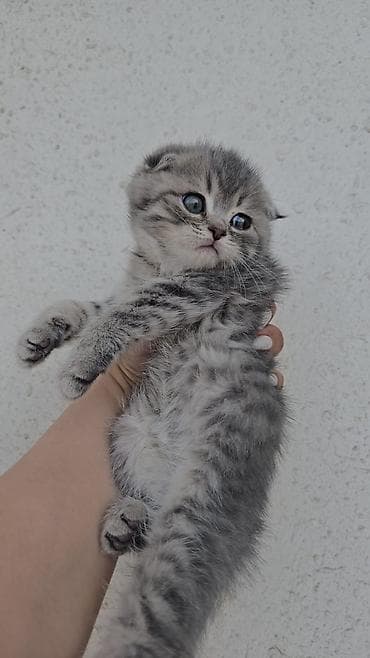 ucuz pişiy: Novruz temalı peşəkar pişik balası fotosessiyası whats ap ile elaqe — 7