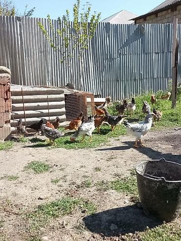 Salam herkesə oz baxdiqim cucelerdi baxa bilmirem deye satiram xarkov