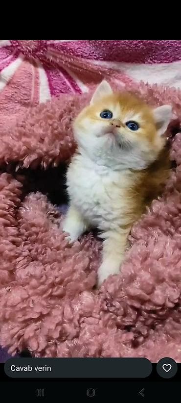 pişik geyimleri: Qızıl şinşilla — 1