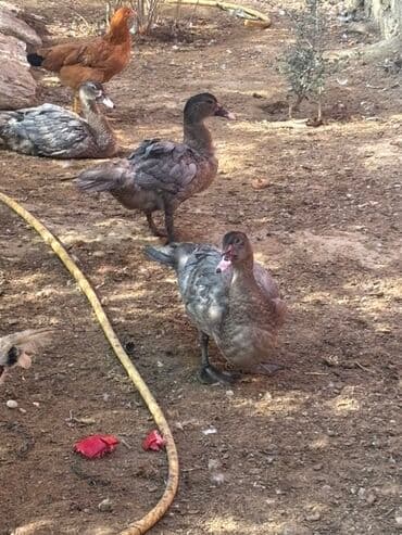 zumrud ordək: Muscovy (hind) ördəkləri – 2 ədəd Xüsusiyyətlər: - Rəng: tünd-qara — 3