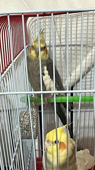 qefesi: Barter mumkundur tekliflerinizi vere bilersiniz Nimfa (cockatiel) — 3