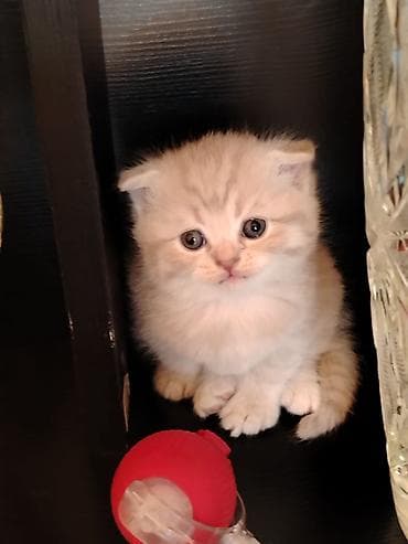 şotland pisik: Şotland — 6