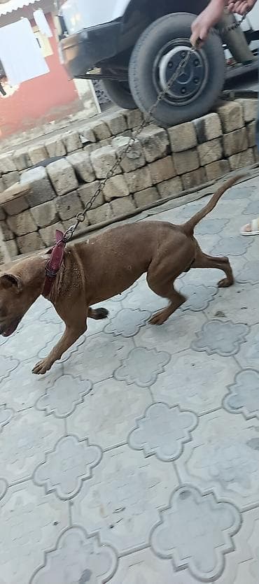 Pitbul, 7 ay, Erkek