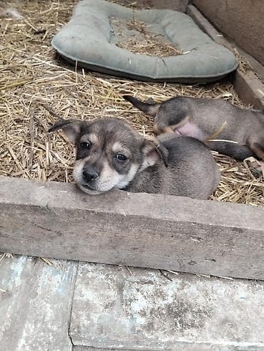 meydan iti satilir: Balaca it balaları cox balacadilar zvanok 3 dənə qalib 1 qara 2 — 2