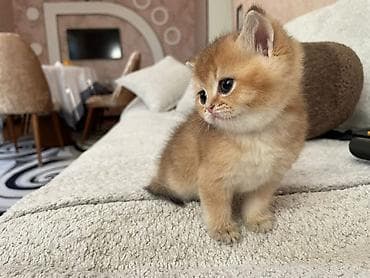 siyam pisik: Britan — 2