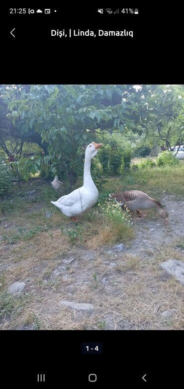 Dişi, | Linda, Damazlıq — 1