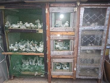 derzi quşu: Cuce saxlamag ucun olan elde duzelmis taxdan DAM. 1 gunden — 1