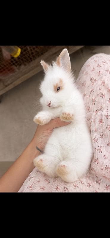 cepis sekilleri: 🐰 Hazırda məndə bu çox şirin dovşanım var 🥹🤍 Çox şirin və özəl — 2