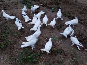 qu quşu: Enniquyruğlar satılır. Hazır Cütlərdə var təklərdə biri 20 manat sec — 2