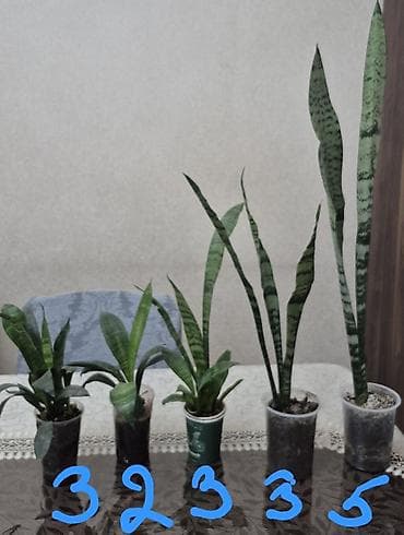 ad gunu ucun gul sekilleri: Sansevieria (Qaynana dili) otaq bitkiləri – müxtəlif ölçülərdə — 1