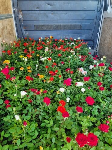 ağ qızılgul: Qırmızı, ağ, sarı və çəhrayı rənglərdə olan müxtəlif növ qızılgüllər — 1