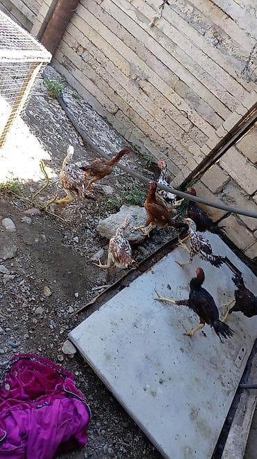 hamster near me: Toyuq cücələri, Damazlıq — 1