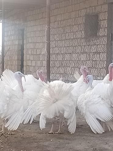 Quşlar: Ağ rəngli hinduşka sürüsü 8 ayliq xoruzlardi cekileri 8 kq alti — 1