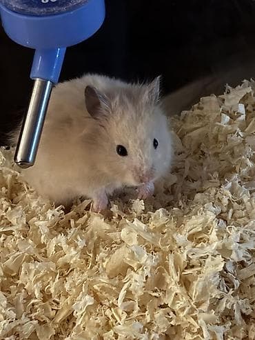 heyvanlar atlar: Ev heyvanı – xomyak - Növ: Suriyalı xomyak (qızılı hamstr) - Rəng — 7