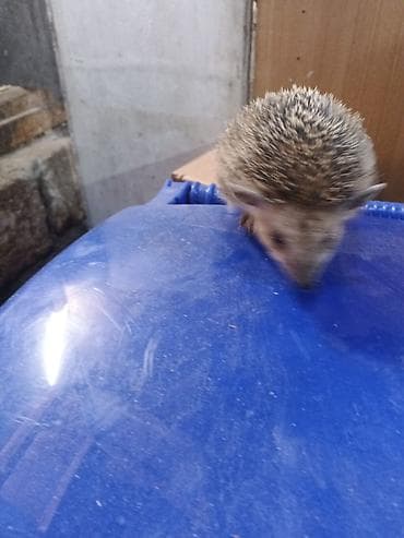 tap az xaski: Kirpilerimiz var satışda ünvan Sabunçu bazarı — 3