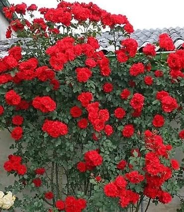 heyet gulleri sekilleri: Sarmaşıq Qızıl güllər, rəngləri qırmızıdır, boyları 2 metrdən — 7