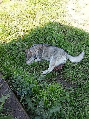 bala xaski: Xaski, 6 ay, Erkek, Ünvandan götürmə — 2