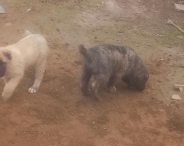 heyvan yemi: Qurdbasar, Erkek, Peyvəndli — 5