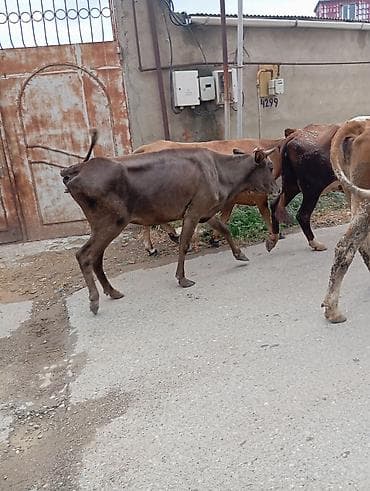 tap az pisik: Col malidi qisirdi — 2