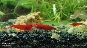 betta balığı: Ünvandan götürmə, Ödənişli çatdırılma — 1