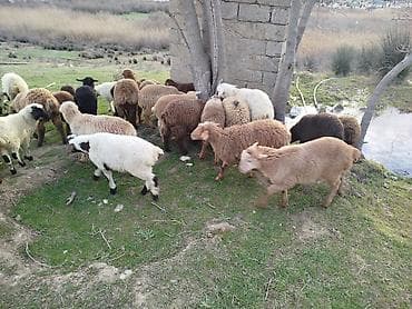 mal heyvan satisi: Qoyun-quzu sürüsü satılır. - Növlər: yerli cinslər qarışıq (ağ — 3