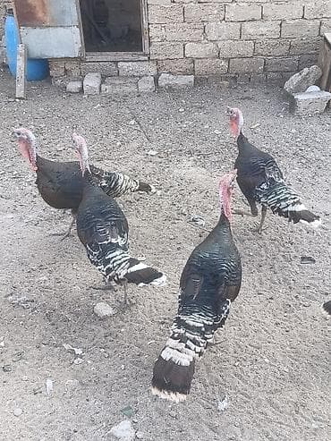 kend çolpası: Salam tam sağalm heyvalınları Di Bronza Cinsi peyvəndəlir vurulub 2 — 2