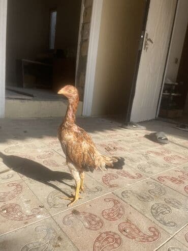 sumqayıtda cucə satışı: 5aylarına az qalb. Super cins qandılar. Kimnən gəldiyini voda ətraflı — 5