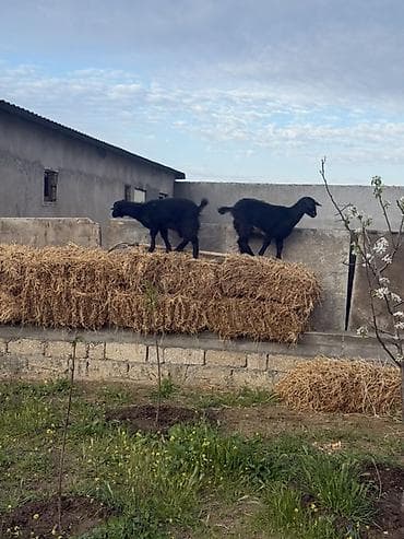 birə dərmanı: Dişi, il: 1, 30 kq, Damazlıq, Ünvandan götürmə — 7