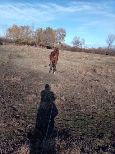 купить кролика в баку: Самец, Qarabag, лет: 2, Самовывоз — 5
