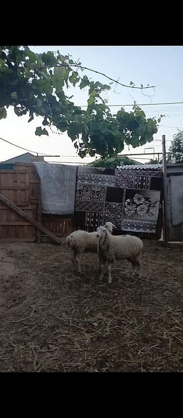 qoyun derisi: Salam erkey quzulardi saqlam kök quzudu erkəydi her ikisi — 2