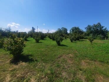 xacmaz rayonu qusarcay kendi: Kənd təsərrüfatı, Mülkiyyətçi, Kupça (Çıxarış) — 1