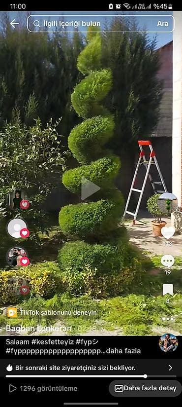 Bagban Lenkeran dekorativ Agaclarin kolların peşəkar budanması və