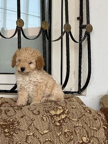 Pudel, 1 ay, Dişi, Pulsuz çatdırılma