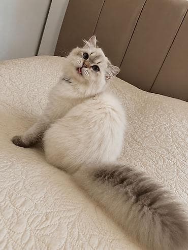Cütləşmə üçün