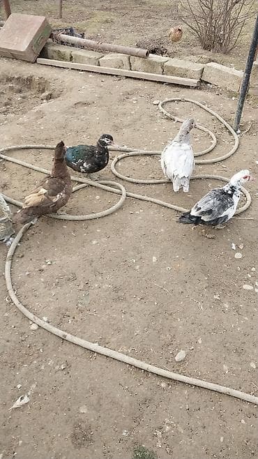 lal ördek balasi: Satılır: muskovi ördəklər (indoutka) - Növ: muskovi (sakit təbiətli — 1