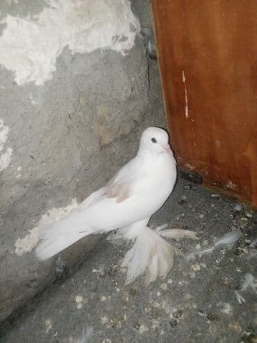 Növ: Bəzək göyərçini (ağ rəngli, yüngül krem ləkəli) Xüsusiyyətlər: -