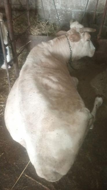 jersey inek: Satılır: inək (şəkillərdə) - Növ: inək, buynuzlu - Rəng: açıq — 4