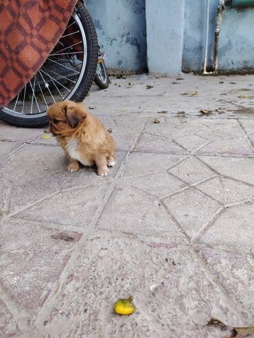 передержка собак баку: Pekines, 2 ay, Ödənişli çatdırılma — 8