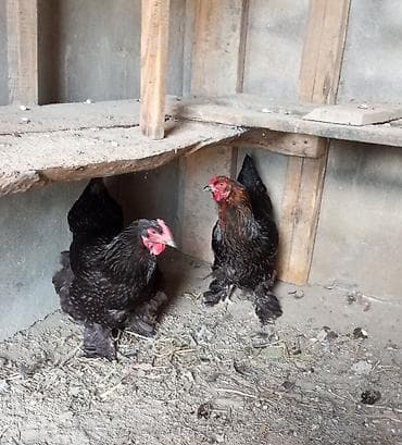 2 diş brama yumurta düşüblər 1 i 35 manat endirim olacaq buların lalafo.az -da 2 diş brama yumurta düşüblər 1 i 35 manat endirim olacaq buların