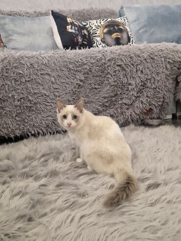 qold pişik: Siam, Erkək, Yaxşı əllərə, Pulsuz çatdırılma, Ödənişli çatdırılma — 3