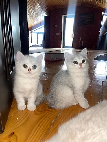 İtlər: Britan — 3