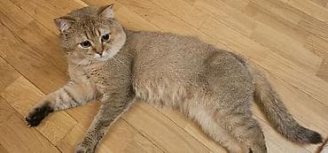 korella dişi: Britan, Erkək, Dişi, Yaxşı əllərə, Ünvandan götürmə, Ödənişli çatdırılma — 4